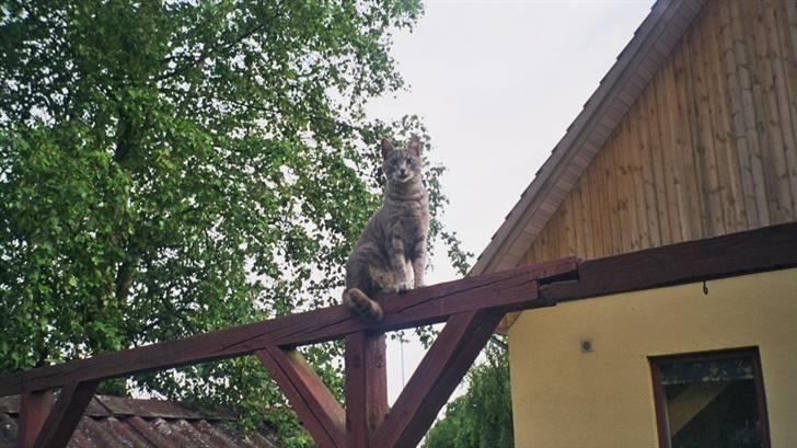 Huskat Misse billede 9