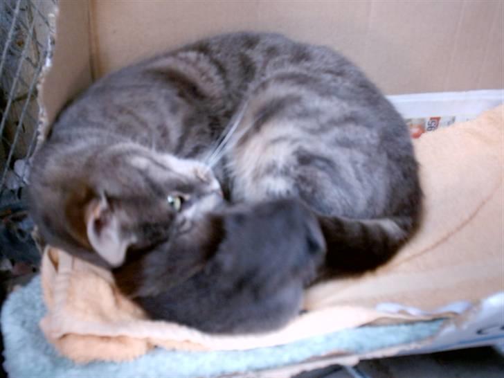 Huskat Misse billede 10