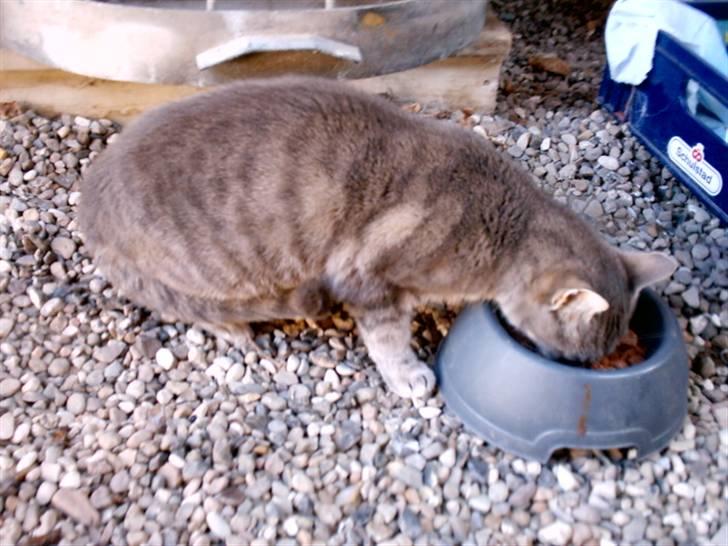 Huskat Misse billede 11