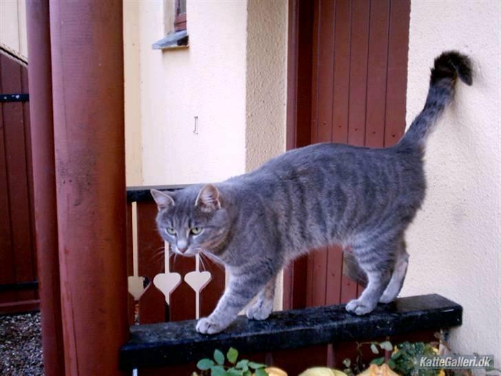 Huskat Misse billede 12