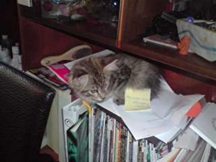 Maine Coon DK Skovlycoon Cassius R.I.P. - jeg gemmer mig for hunden fnis fnis billede 6