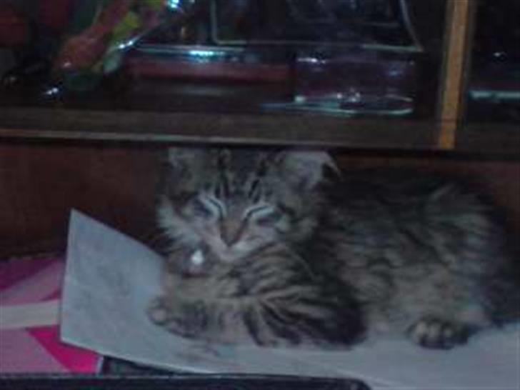 Maine Coon DK Skovlycoon Cassius R.I.P. - he he kan da næsten ikke se mig vel ;O) billede 7