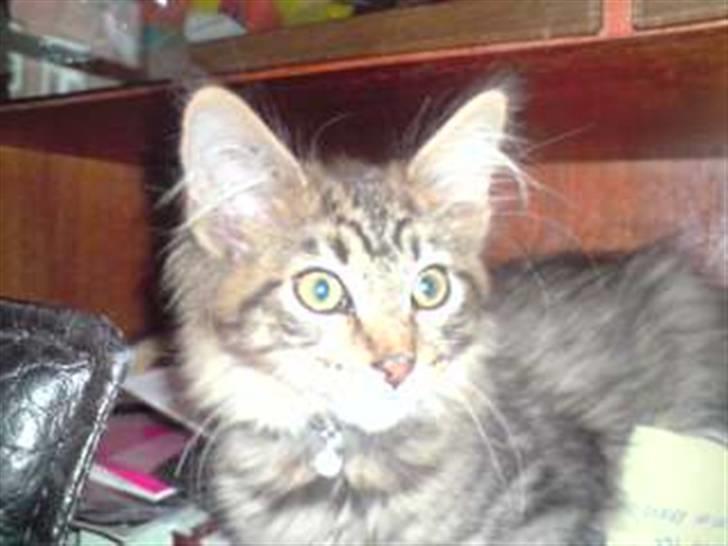 Maine Coon DK Skovlycoon Cassius R.I.P. - hmmm.....måske ikke så godt et gemmested billede 8