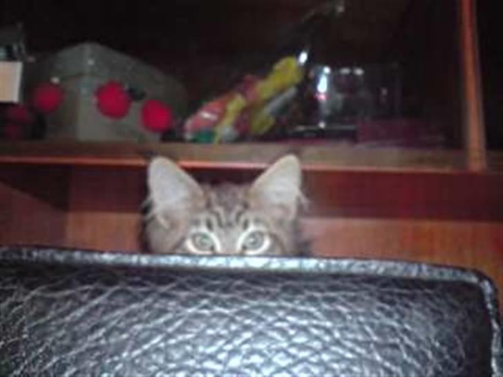 Maine Coon DK Skovlycoon Cassius R.I.P. - måske bag ved stolen er bedre billede 9