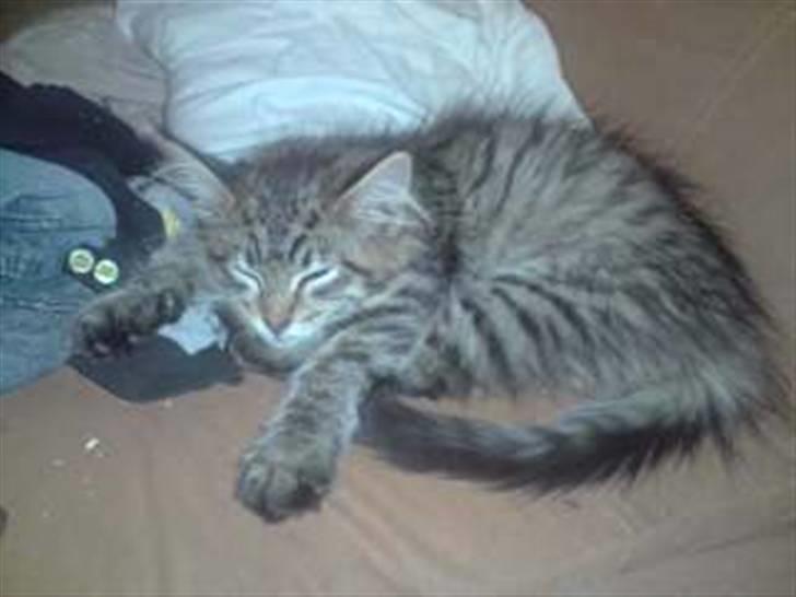 Maine Coon DK Skovlycoon Cassius R.I.P. - puha....efter en lang dag, er det godt at slappe af billede 10