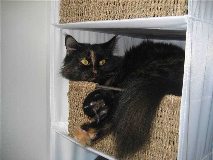 Norsk Skovkat Chilli - Det er verdens bedste at ligge i fars sokker og putte..! billede 8