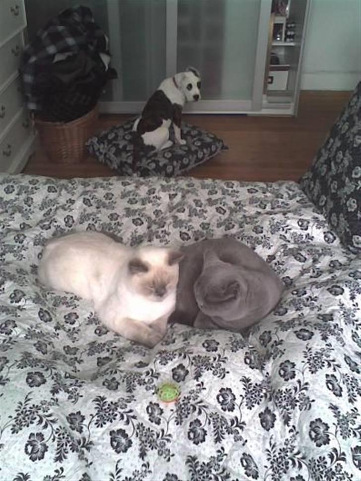 British Shorthair Beachhills Ludwig (Egon) - Ludwig i sengen med Sylvester, og Mischa i baggrunden billede 19