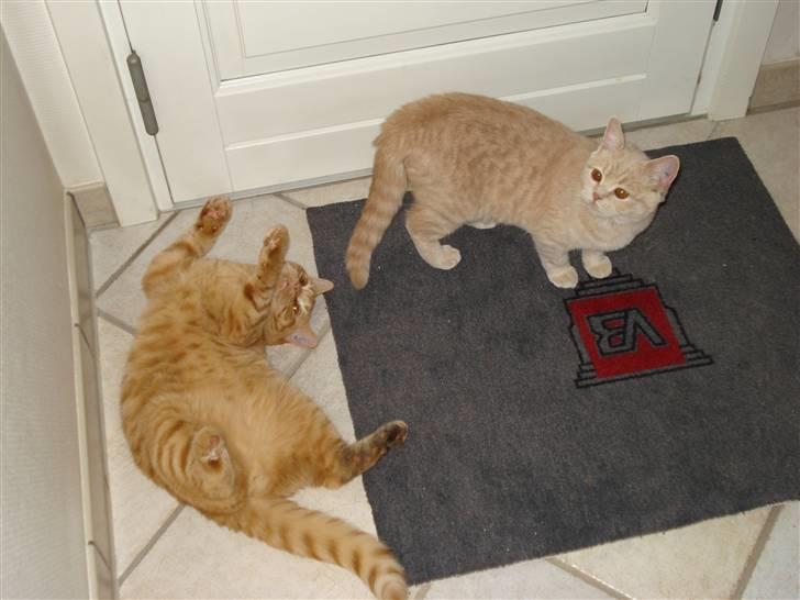 British Shorthair Ollie og Lodberg billede 7