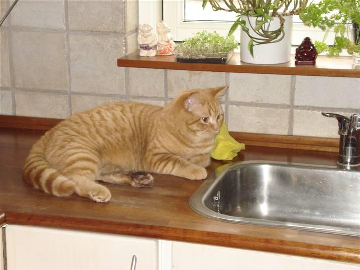 British Shorthair Ollie og Lodberg billede 8