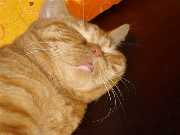 British Shorthair Ollie og Lodberg billede 9