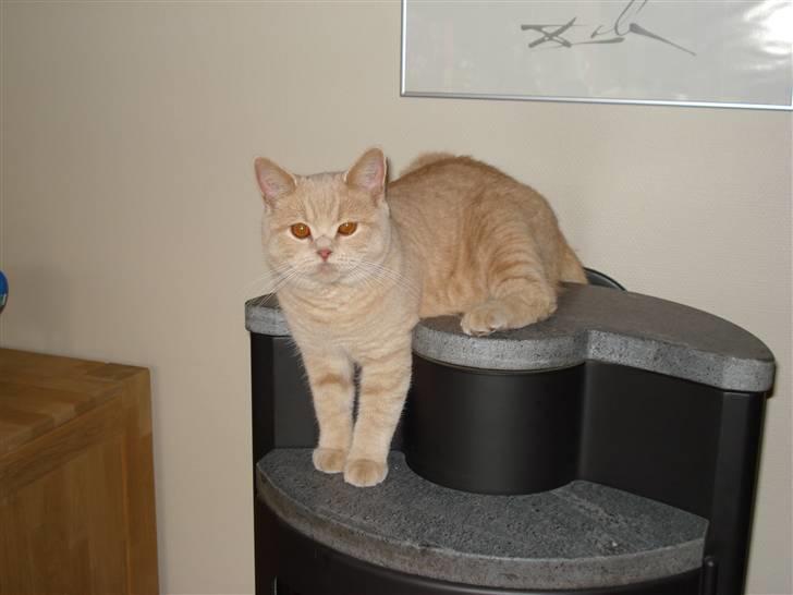 British Shorthair Ollie og Lodberg billede 10