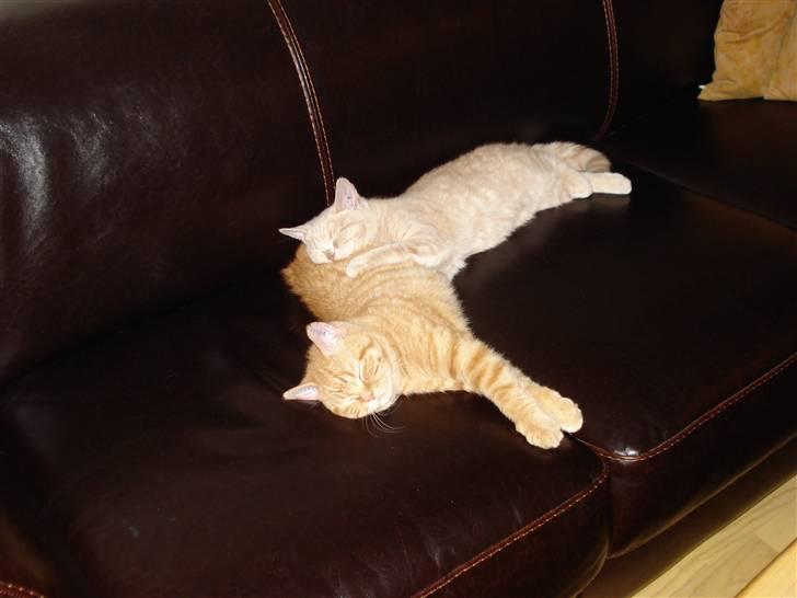 British Shorthair Ollie og Lodberg billede 11