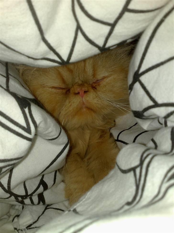 Perser AA    (Dior) billede 14