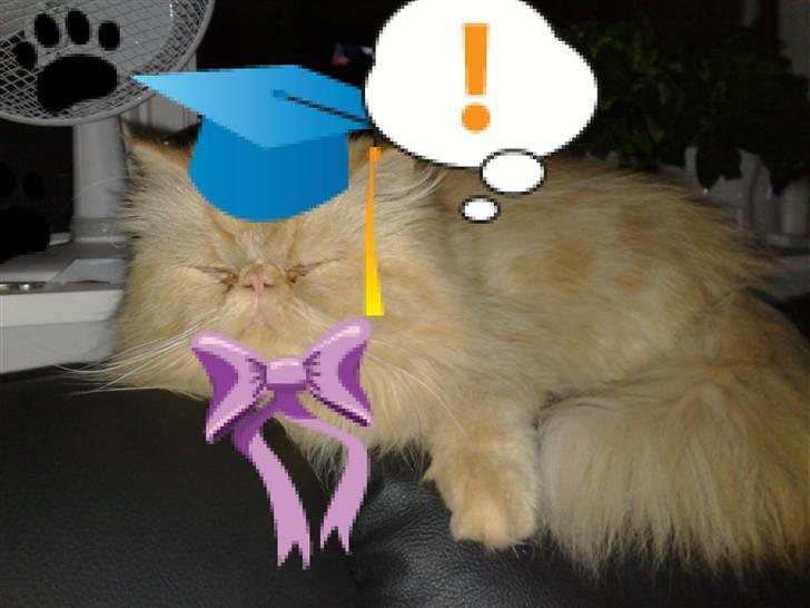 Perser AA    (Dior) billede 15