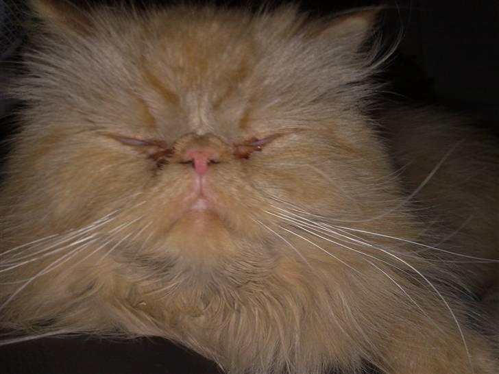 Perser AA    (Dior) billede 16