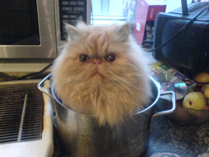 Perser AA    (Dior) billede 17