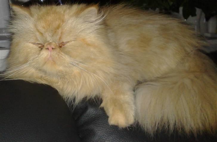 Perser AA    (Dior) billede 19