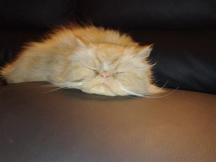 Perser AA    (Dior) billede 20