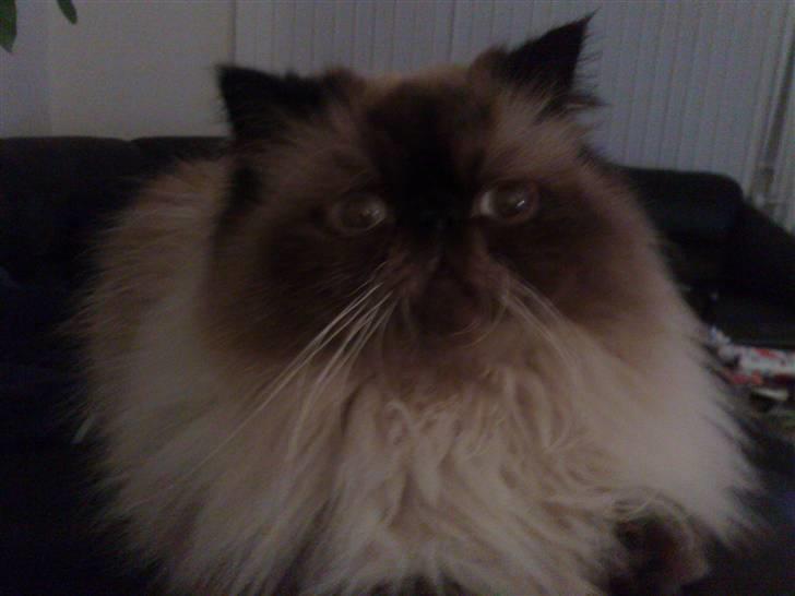 Colorpoint Ace Damion billede 20