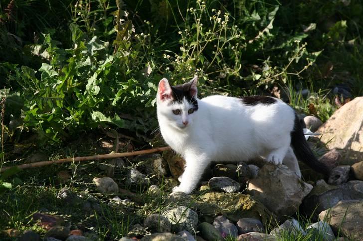 Blanding af racer  Plet The Mussehunter  billede 11