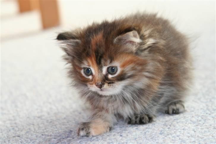 Maine Coon sille *DØD* - min lille mis:) billede 1