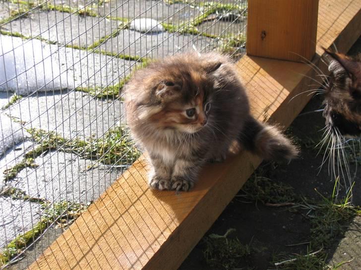 Maine Coon sille *DØD* - sille i sit bur også inden jeg fik hende billede 2