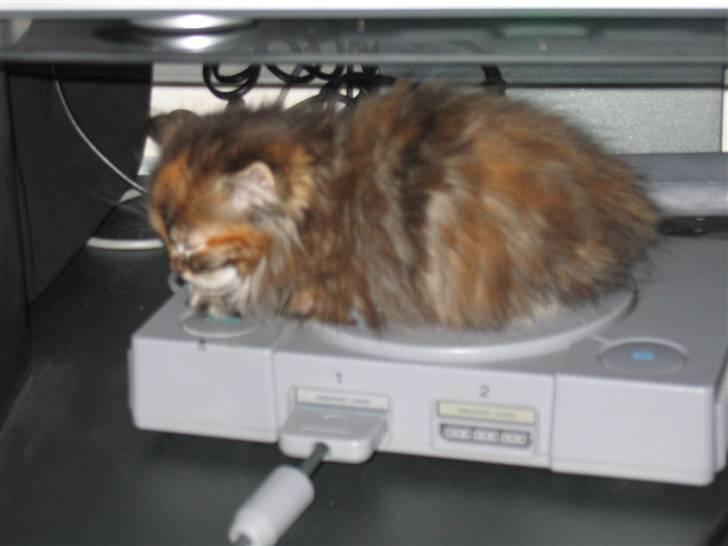 Maine Coon sille *DØD* - tar lige en lur på dannys ps billede 3