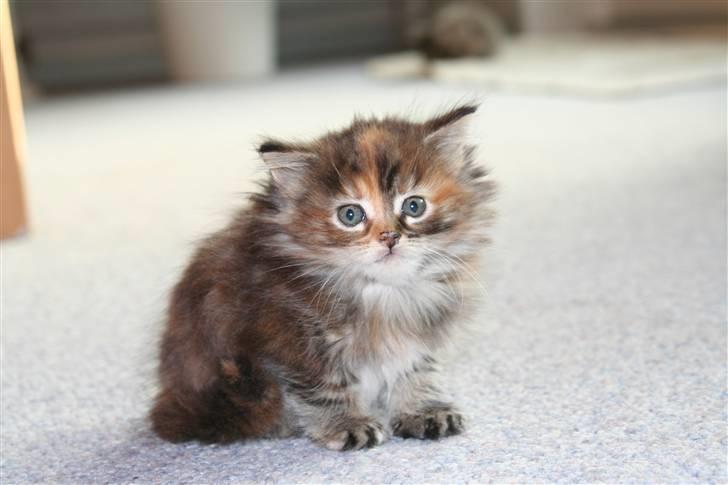 Maine Coon sille *DØD* - lidt skræmt (oss inde jeg fik hende) billede 4