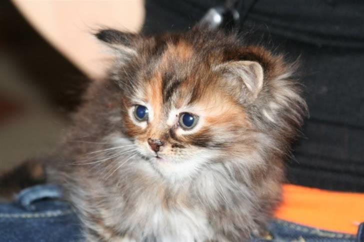 Maine Coon sille *DØD* - er hun ikk kær? billede 5