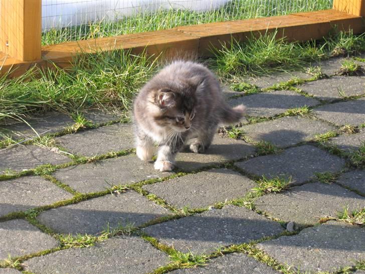 Maine Coon sille *DØD* - inden jeg fik sille billede 6