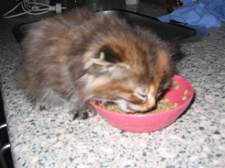 Maine Coon sille *DØD* - skal lige spise billede 7