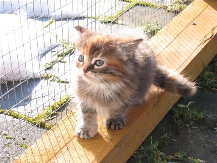 Maine Coon sille *DØD* - HJÆLP en mariehøne XD billede 8