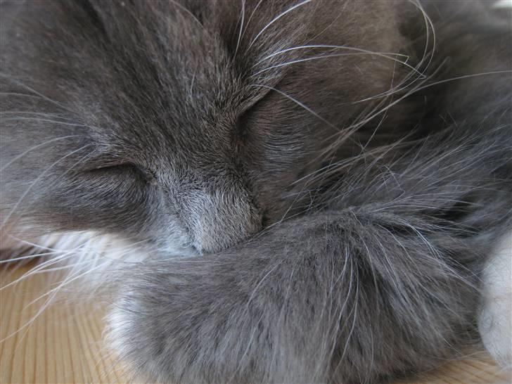 Blanding af racer Elvira billede 1