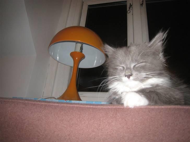 Blanding af racer Elvira billede 2