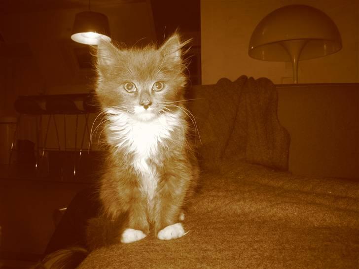 Blanding af racer Elvira billede 3