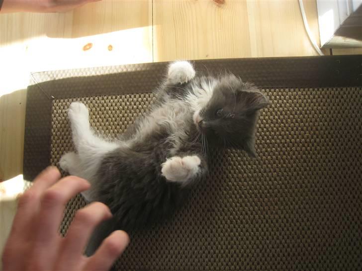 Blanding af racer Elvira billede 4