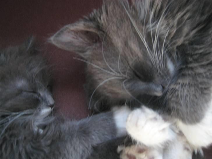 Blanding af racer Elvira billede 5