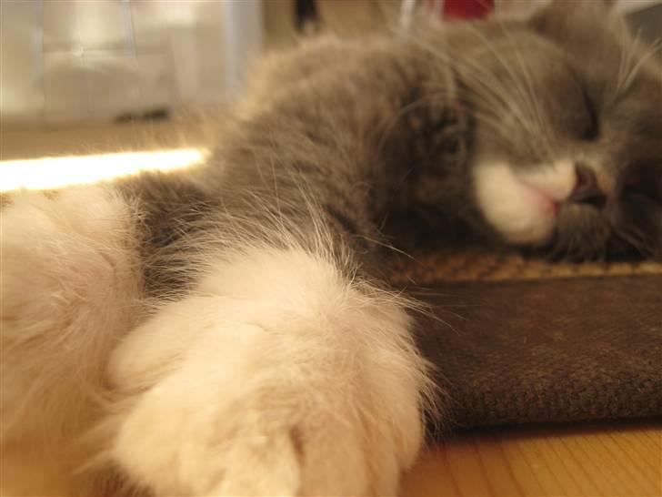 Blanding af racer Sixten billede 3