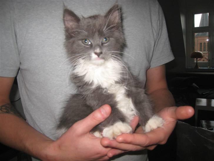 Blanding af racer Sixten billede 4