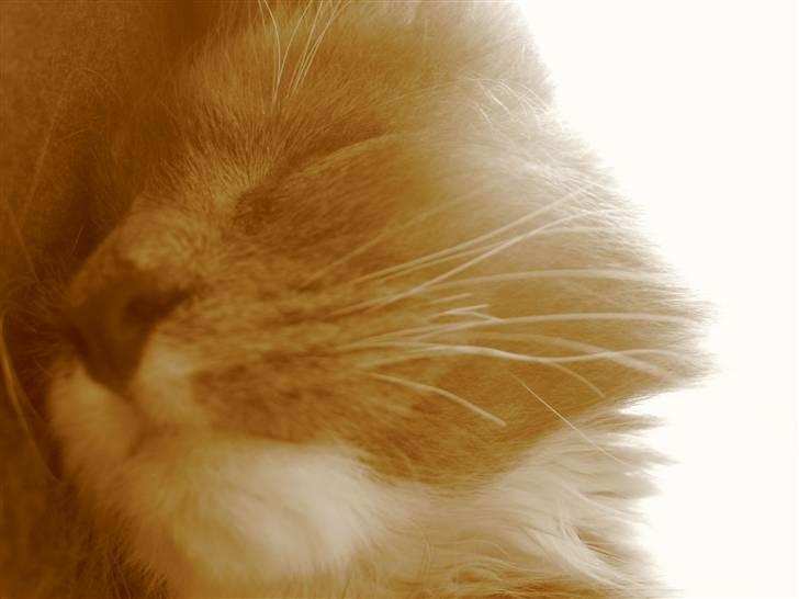 Blanding af racer Sixten billede 5