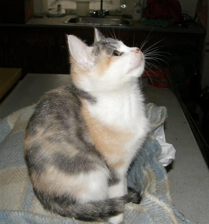 Huskat Whisky (Himmelkat) - Velkommen til Wisky´s profil billede 1