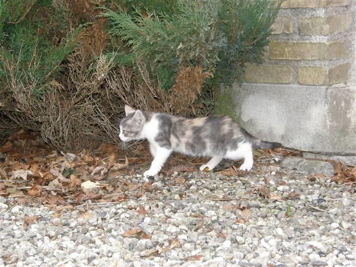 Huskat Whisky (Himmelkat) billede 2