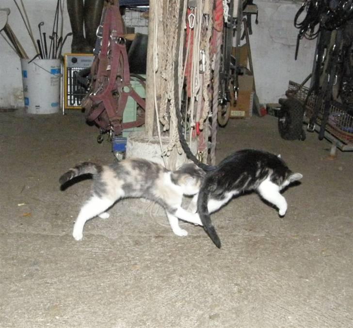 Huskat Whisky (Himmelkat) billede 3