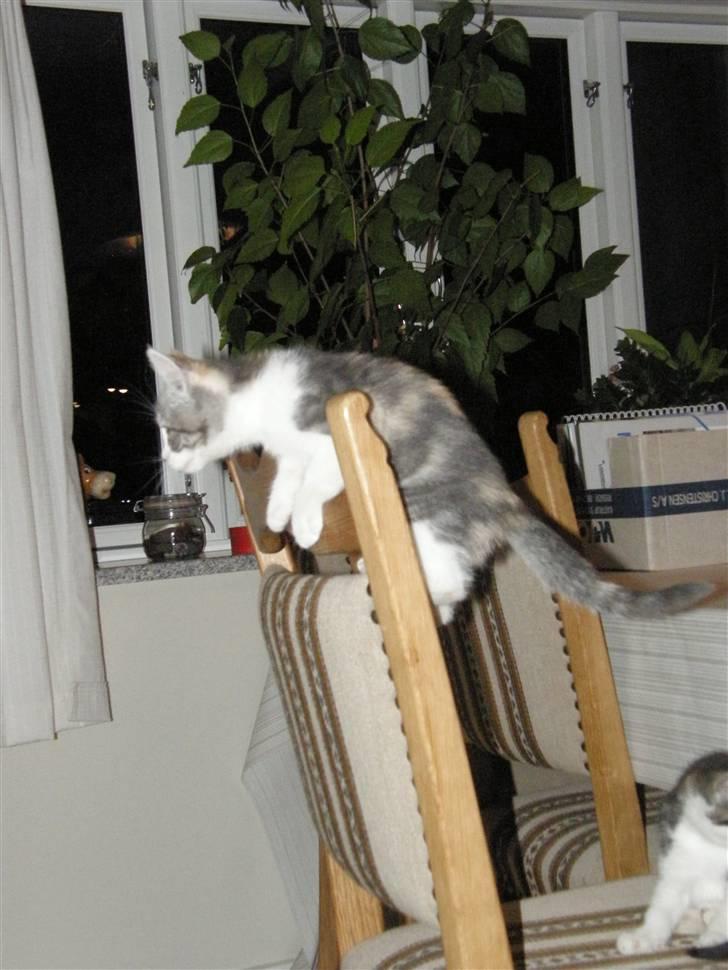 Huskat Whisky (Himmelkat) - Godt udsigts-sted billede 4