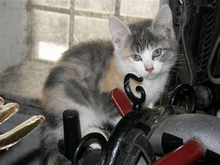 Huskat Whisky (Himmelkat) - På tur i seletøjet billede 5