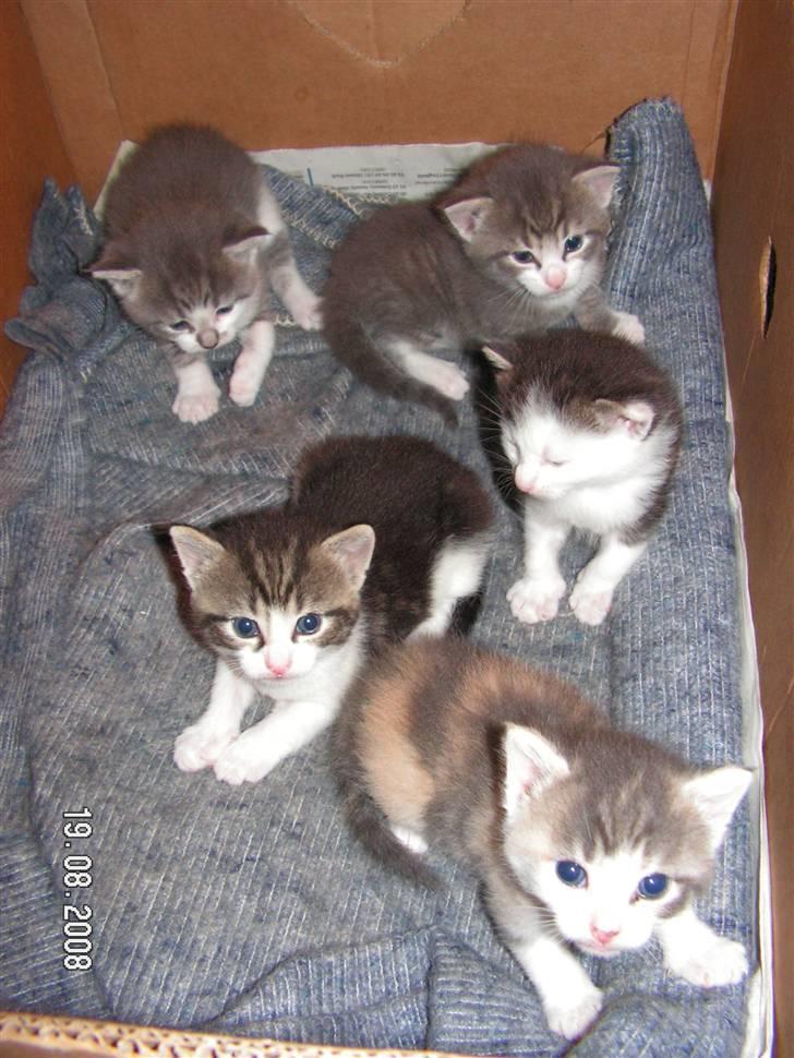 Huskat Whisky (Himmelkat) - Lille baby Wisky sammem med resten af kuldet billede 6