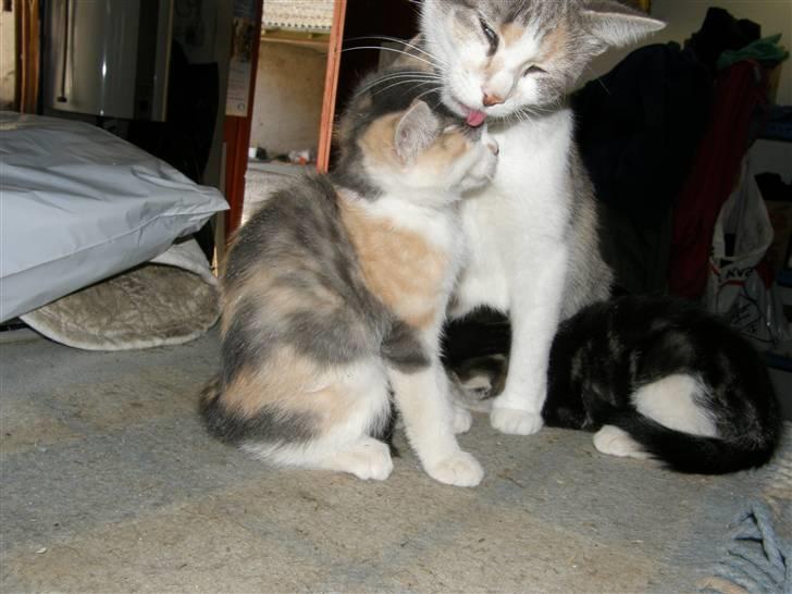 Huskat Whisky (Himmelkat) - Selvom man er blevet stor og farlig, må man alligevel finde sig i at man skal bades af sin mor.. billede 7