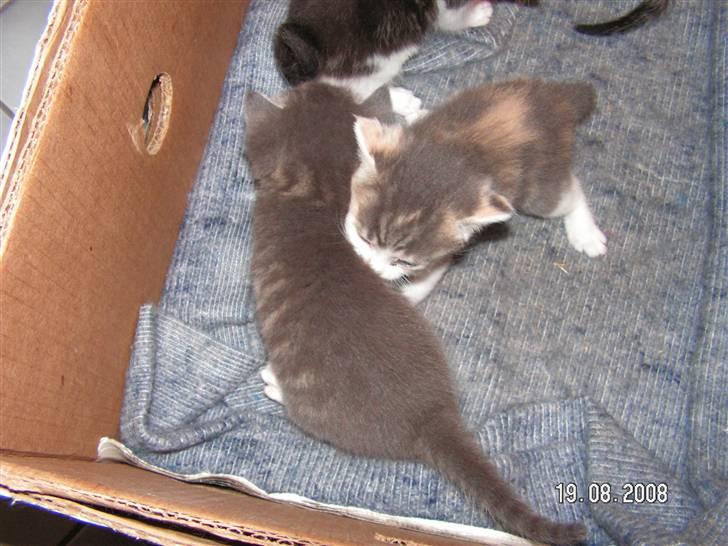 Huskat Whisky (Himmelkat) - Tæver lige en af de andre billede 8