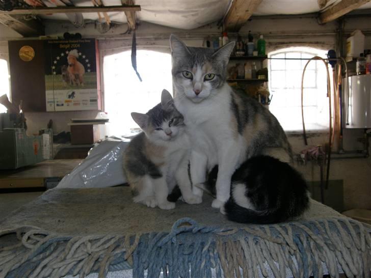 Huskat Whisky (Himmelkat) - Kitte og Kitte jr billede 9