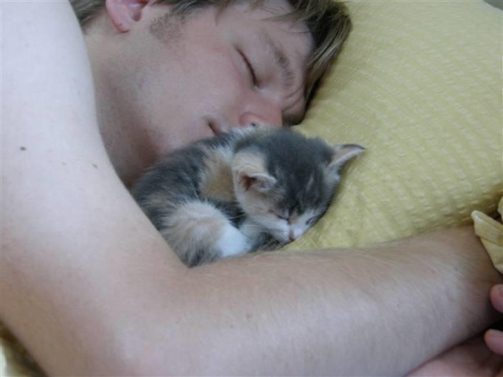 Huskat Whisky (Himmelkat) - De er så søde når de sover :-) billede 10